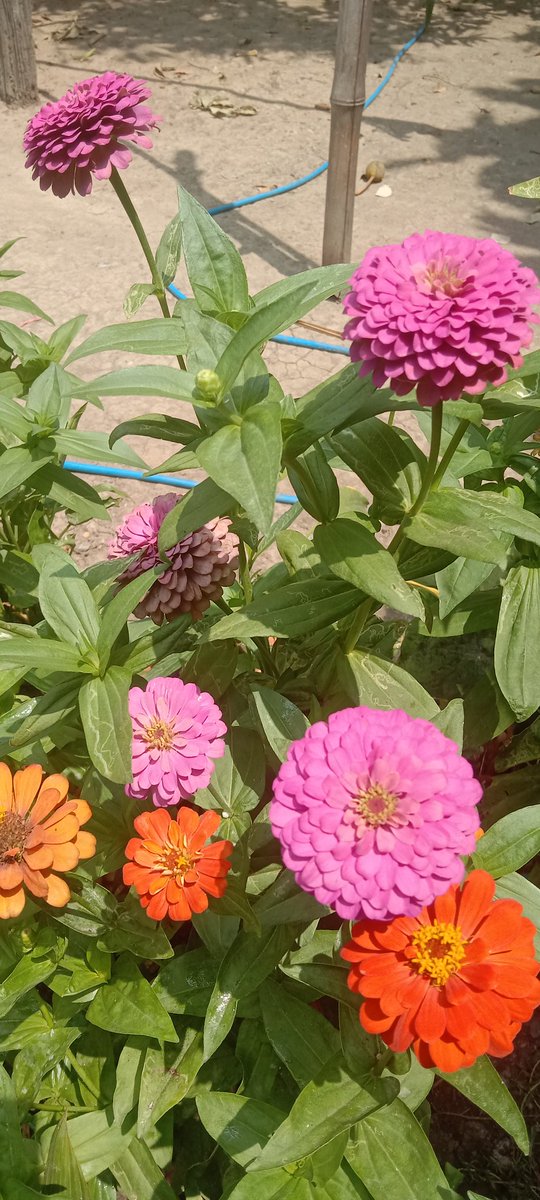 فاطمة tweet media