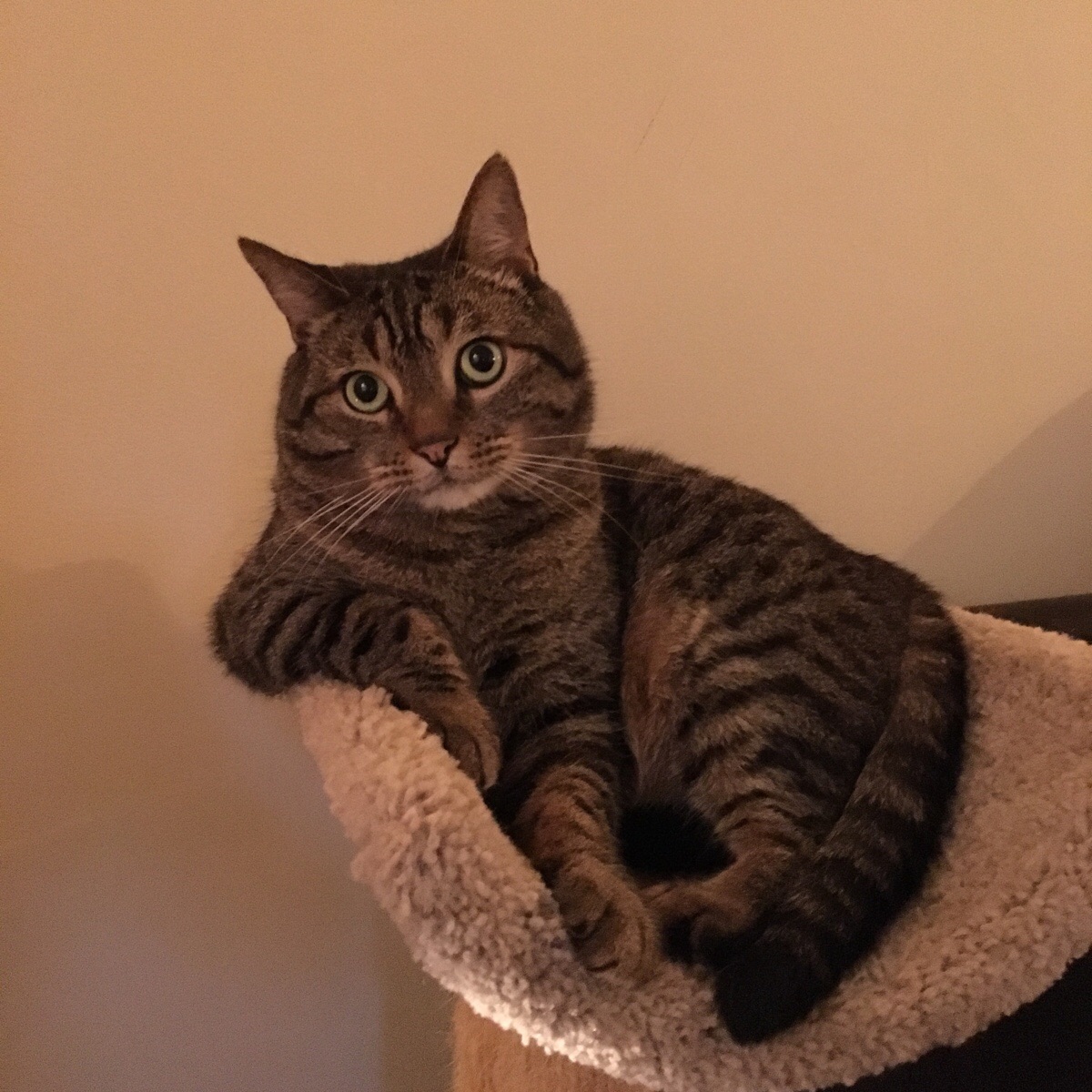 plasticcard tweet media