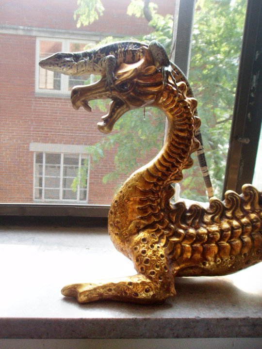 Golden tegu 17 or so years ago