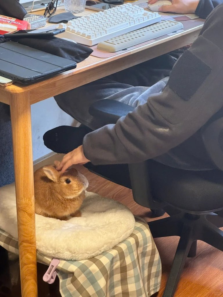 Why you should have a rabbit tweet media