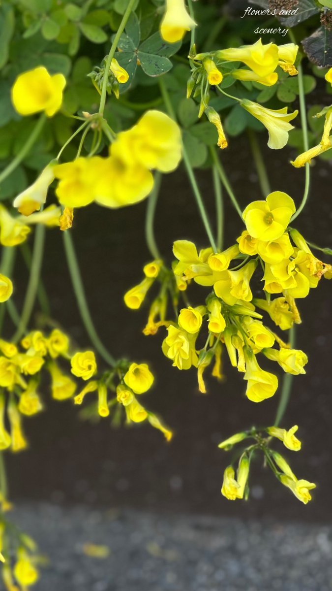 flowers and scenery tweet media