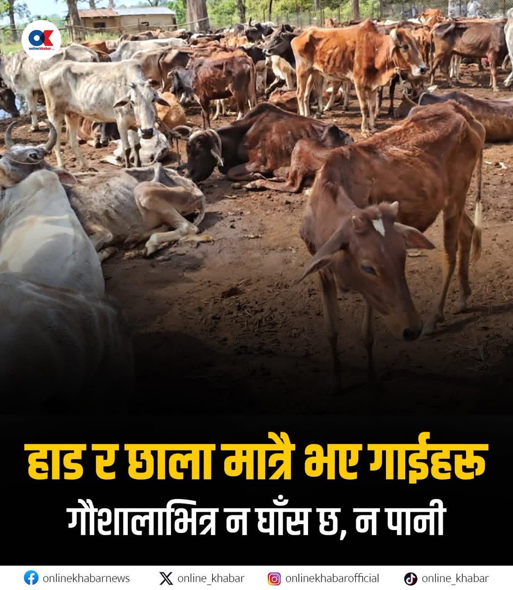 Samikshya Devkota ( BharDwaZ ) tweet media