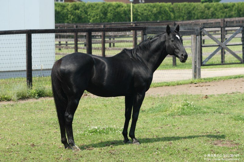 vulpix ☆ロコン tweet media