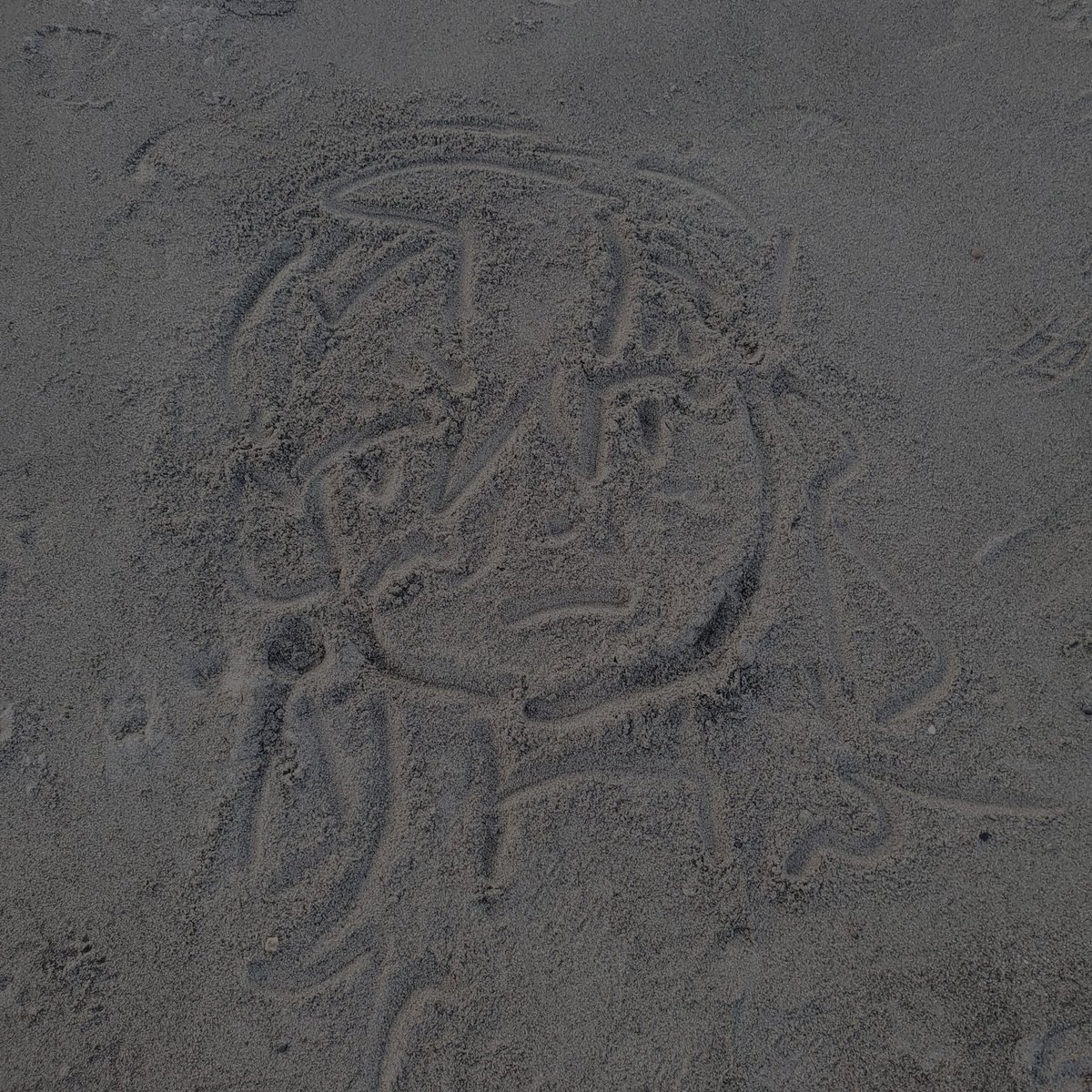 charlie 🪻 tweet media