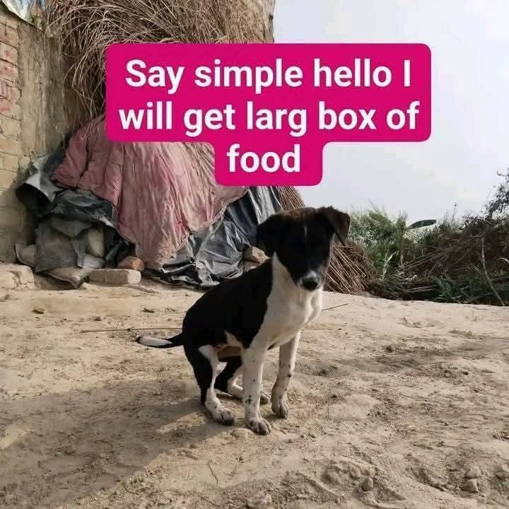Help Street Dogs tweet media