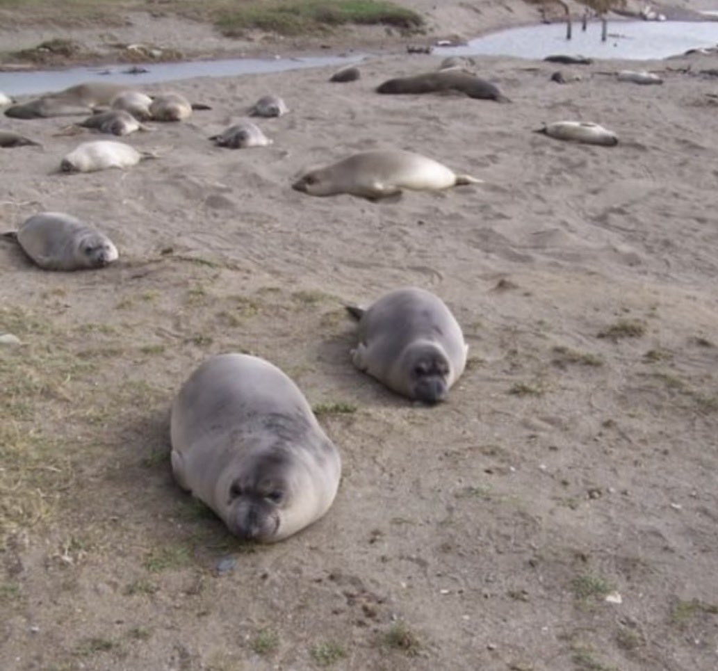 Herbuurna 🦭🇵🇷 tweet media