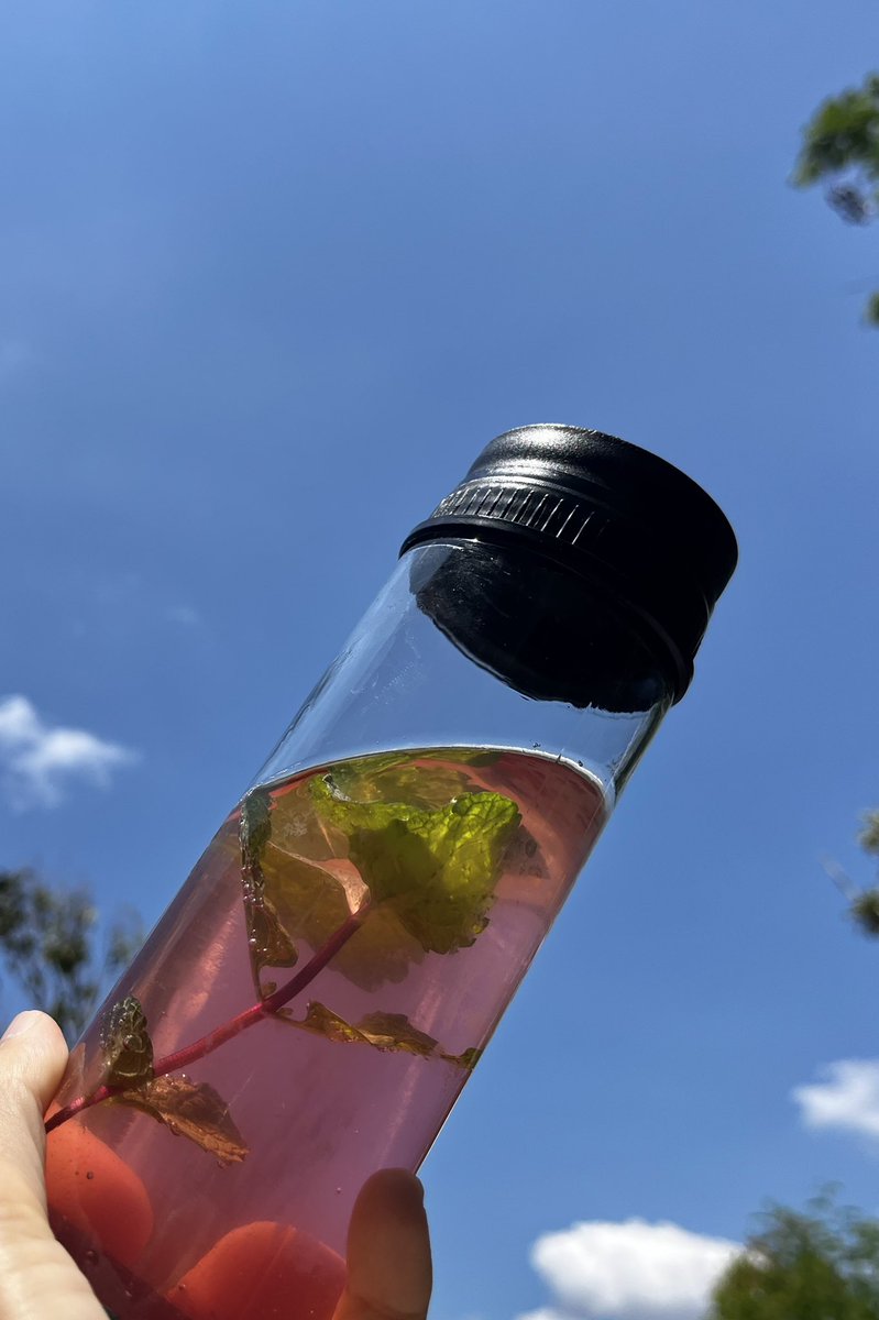 “ชมพู่มะเหมี่ยว”

เบื่อกินเนื้อก็ทำน้ำได้นะ

นี่ลูกปลายกิ่งปลายก้านไม่ค่อยสวย เอามาล้าง หั่น ต้ม ใส่น้ำตาล เกลือ เย็นแล้วกรองใส่ขวด ใส่ใบสะระแหน่ แช่เย็นฉ่ำๆข้ามคืน

นี่ออกมาจากไร่ เปิดซด อร่อยหอมสดชื่นมากกกก

อยากให้ลองค่าาาา