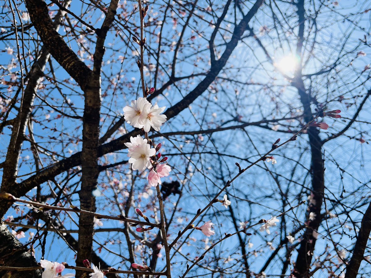 🌸大西公園のさくら
展望台近くの桜が咲き出しました！！

ステージ裏の１０月桜が
綺麗だなぁと思っててくてく

なんと！
赤石岳を見抜ける展望台の近くの桜がもう‼️
咲き出しておりました🌸✴︎
まだ３月なのにビックリ😳

今年は大鹿の桜も早いに！！

1,2　展望台近く
3 流木アート近く
4 １０月桜
