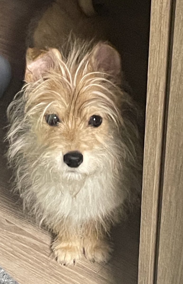 먹는게좋은고딩 tweet media