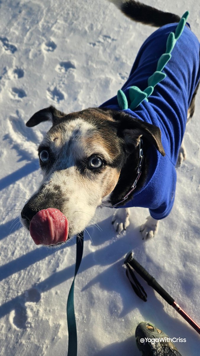 YogaWithCriss's tweet photo. Todavía lloro cuando veo fotos de mi bebote con su sudadera de dragón. 😭
Él no era de suéteres, pero por alguna razón, esa sudadera sí le gustaba. #Dempsey https://t.co/TUXJf1V0OB