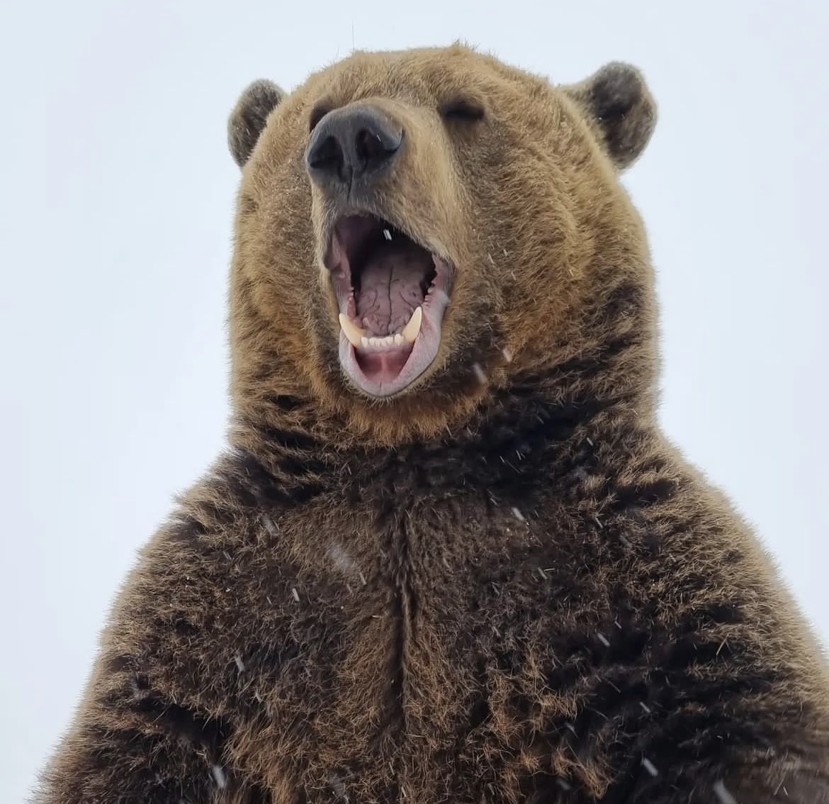 BearyDales tweet media