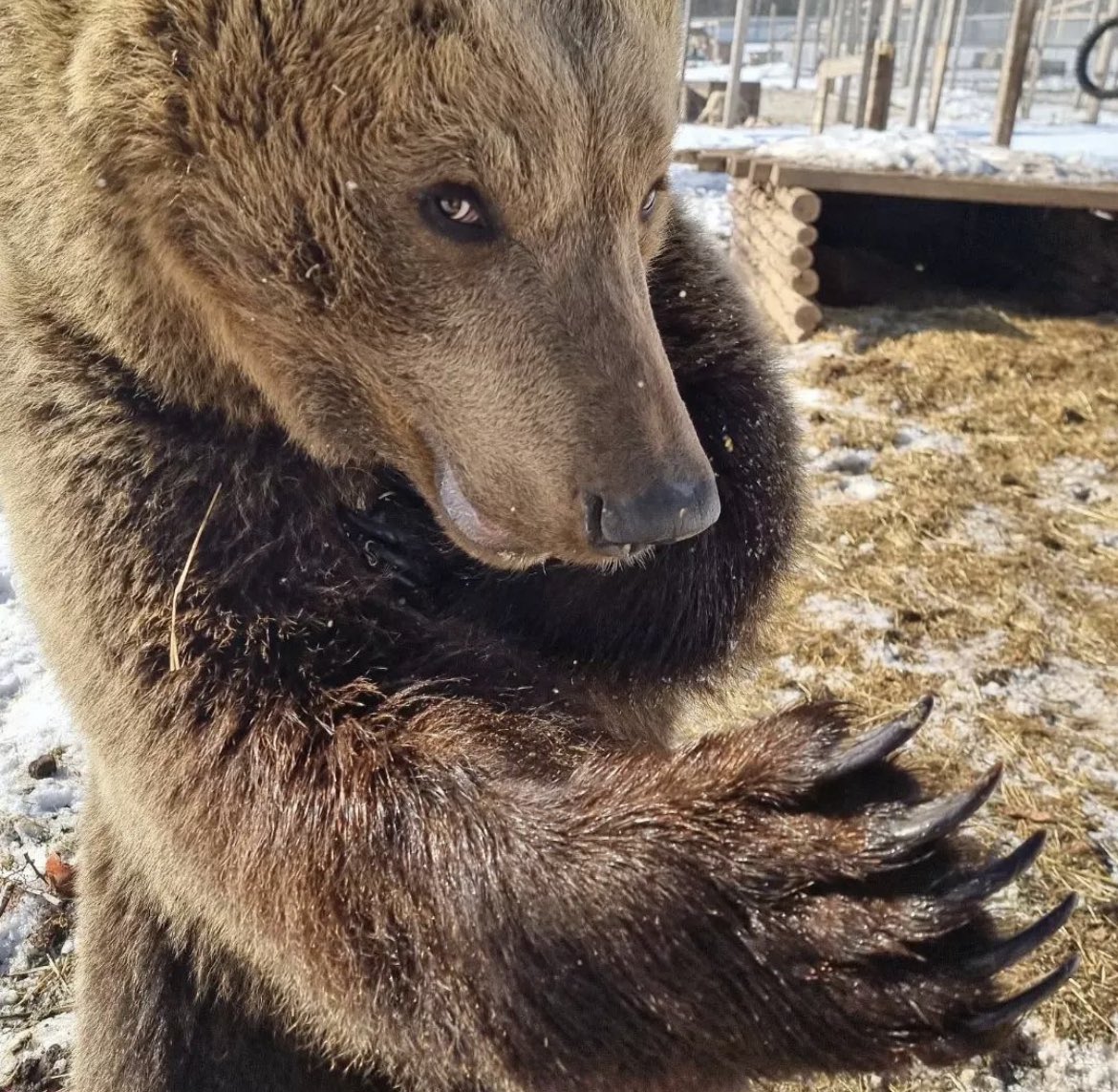 BearyDales tweet media