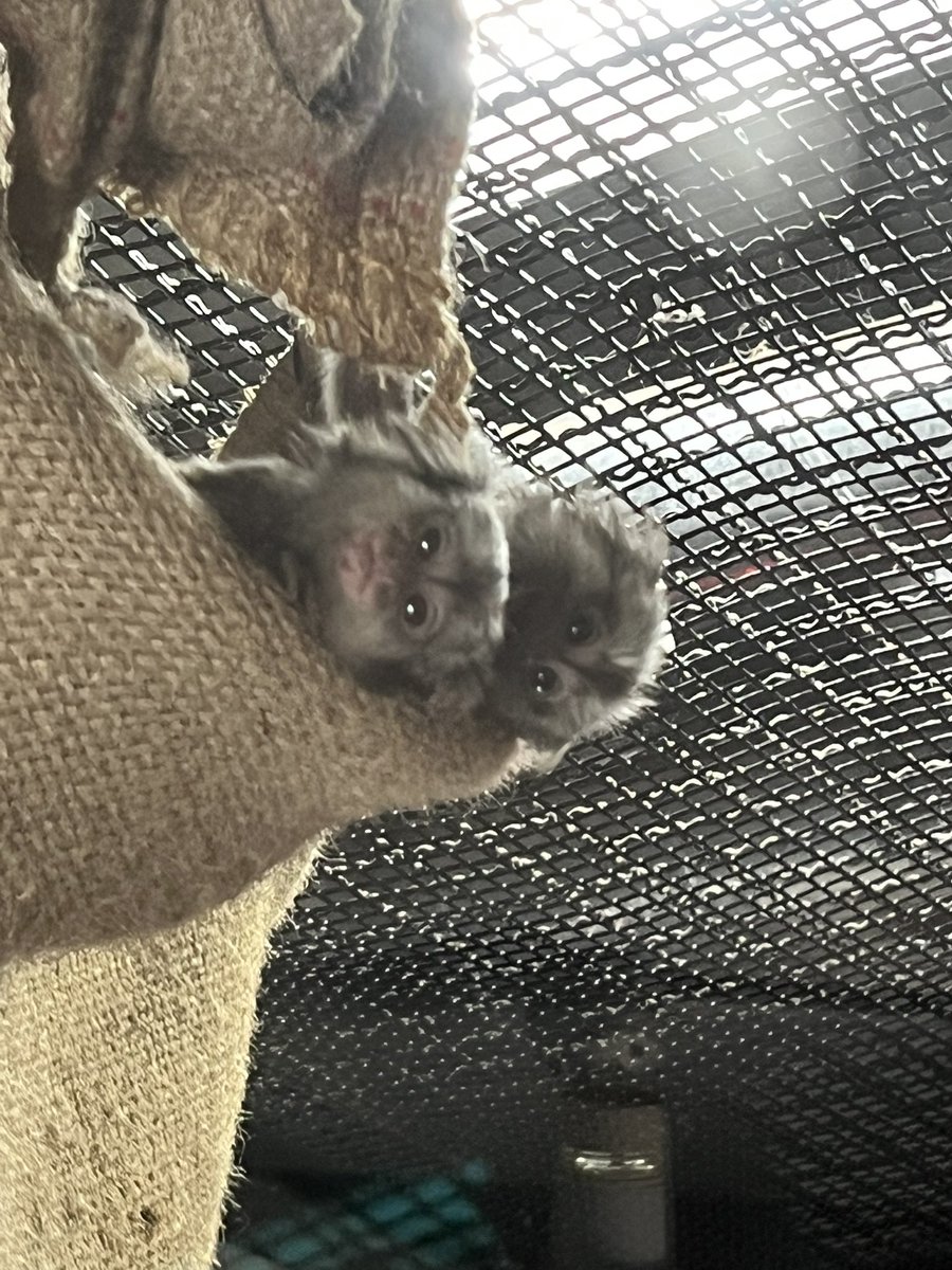 マスハタ tweet media