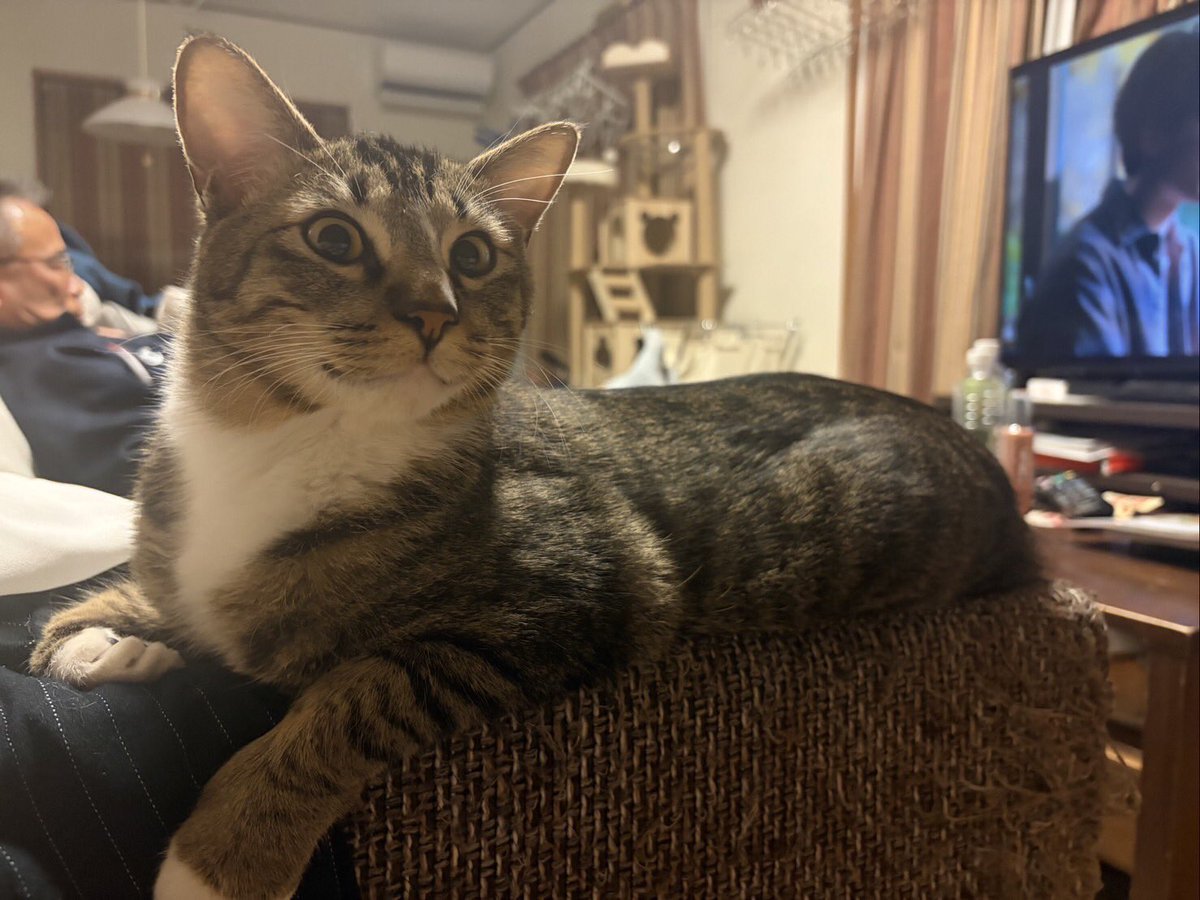 privateeye_pet's tweet photo. 【迷子猫を探しています‼️】

茨城県つくば市豊里の杜付近にて

3月23日から行方不明になりました💦

目撃した方はリプライやDMをいただけますと幸いです🙇‍♂️

名前：みたらし（愛称：みた）
性別：オス（去勢済）
年齢：1歳7ヶ月
特徴：キジトラ
　　　首元からお腹が白い
　　　手足4本とも靴下を履いたように白い

#迷子猫 #猫 #迷い猫 #茨城県 #つくば市 #豊里の杜 #拡散希望 #迷子ペットを守りたい
