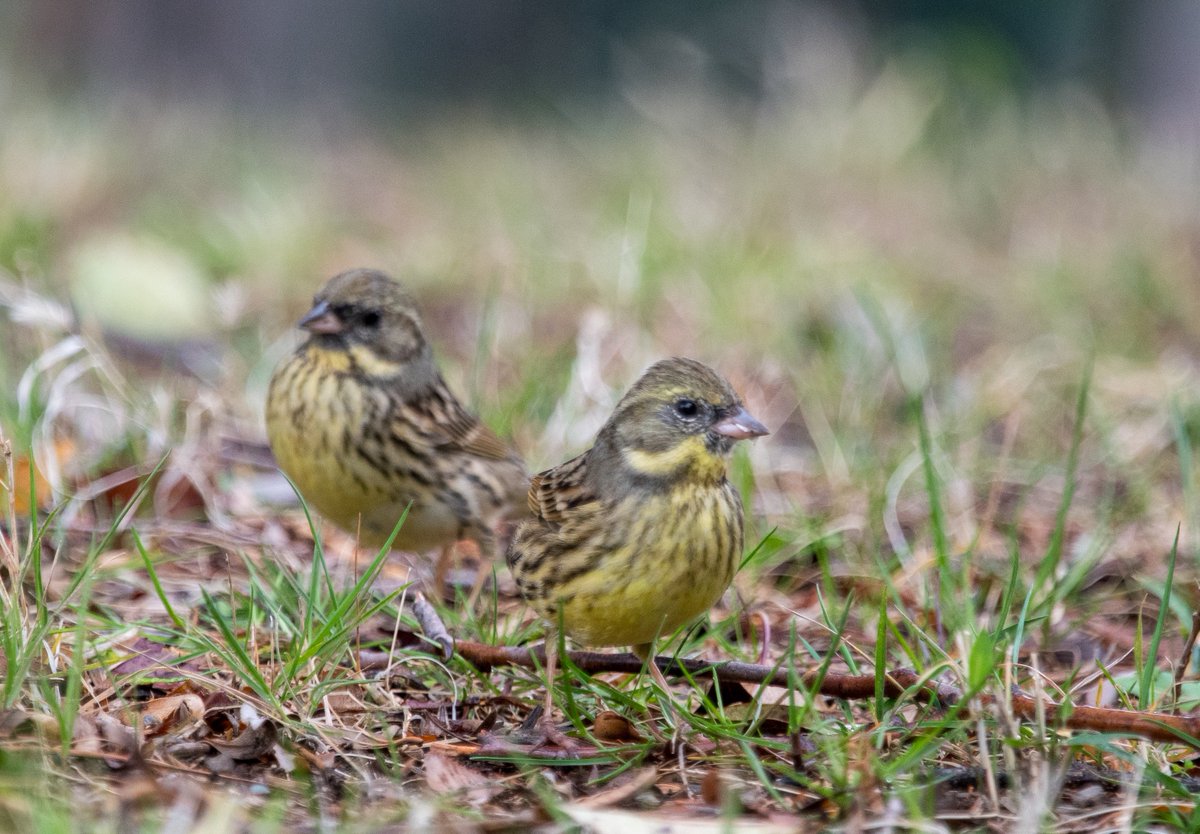 FukuShin tweet media