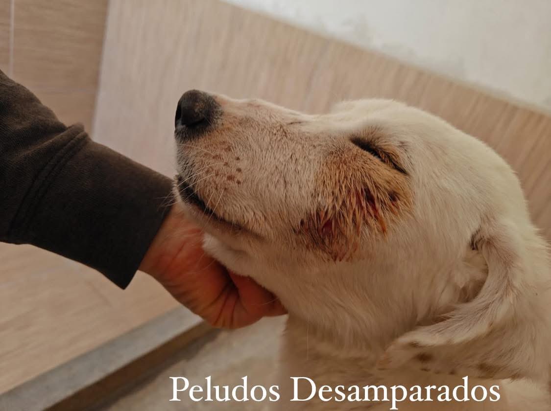 Peludos Desamparados tweet media