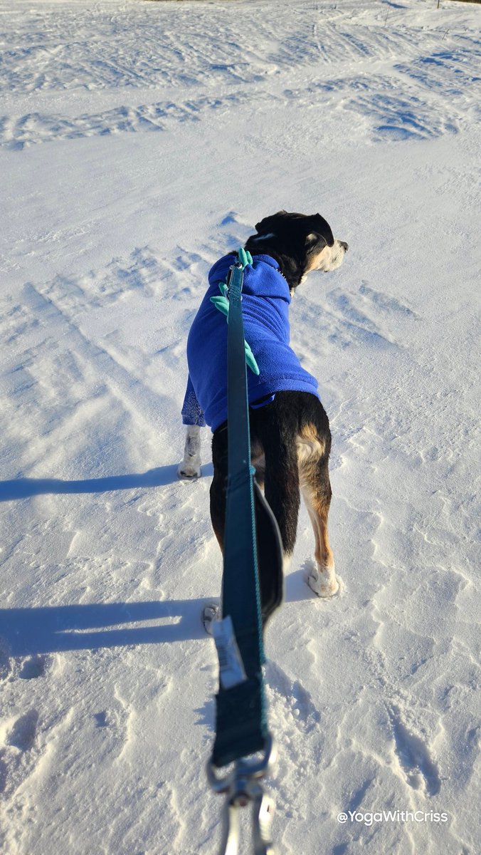 YogaWithCriss's tweet photo. Todavía lloro cuando veo fotos de mi bebote con su sudadera de dragón. 😭
Él no era de suéteres, pero por alguna razón, esa sudadera sí le gustaba. #Dempsey https://t.co/TUXJf1V0OB