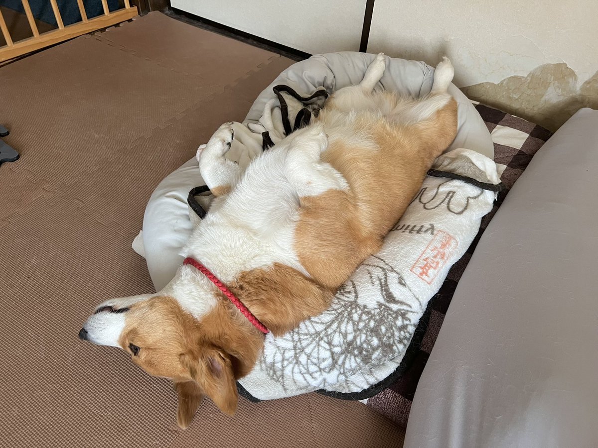 ★ EIN ★@甘えん坊コーギー☻ tweet media