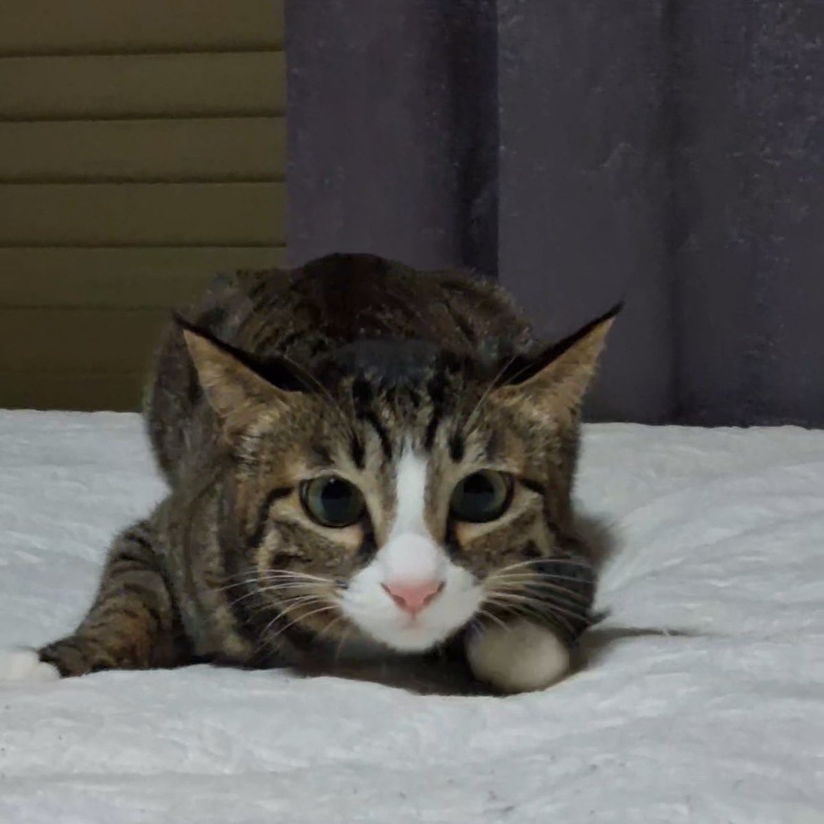 (C3) 교수님 따까리 tweet media