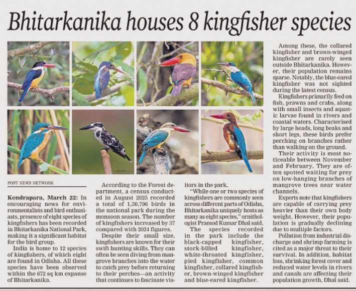 manas_muduli's tweet photo. 8 out of India’s 12 kingfisher species - all in one place. That’s #Bhitarkanika National Park, Odisha for you! 

Few places can match this kind of avian richness in one ecosystem. https://t.co/KnrY9rhAI0