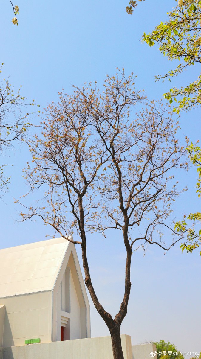 David Philips tweet media