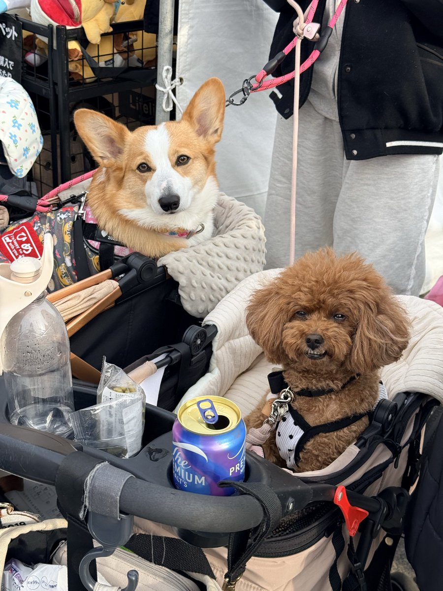 seika ✈️ 🇸🇬 🇹🇭 🇭🇰 🇻🇳 🇯🇵 tweet media