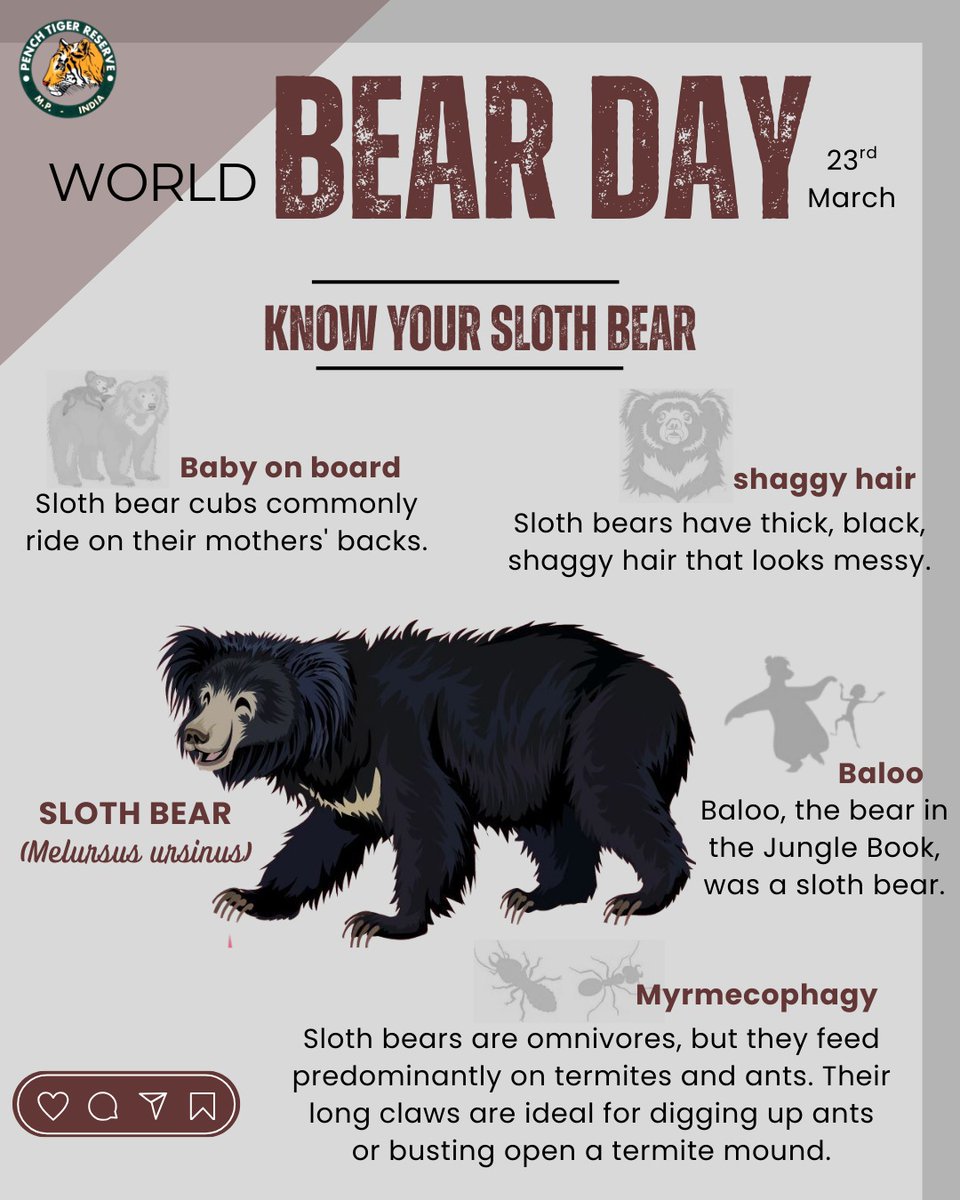 Pench Tiger Reserve tweet media