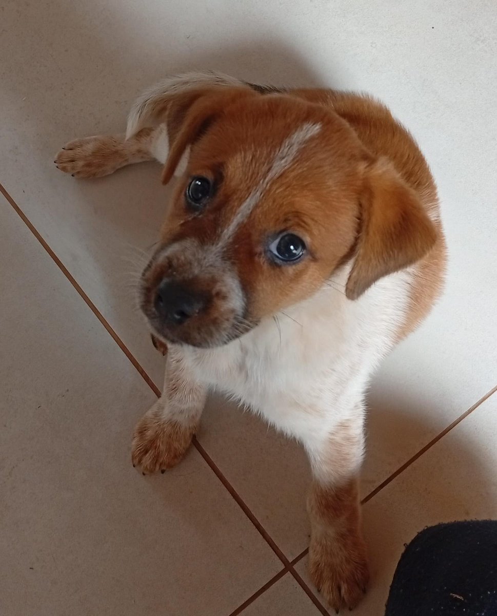 Big Boss And Stuff tweet media