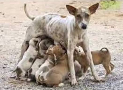 عندليب العراق tweet media