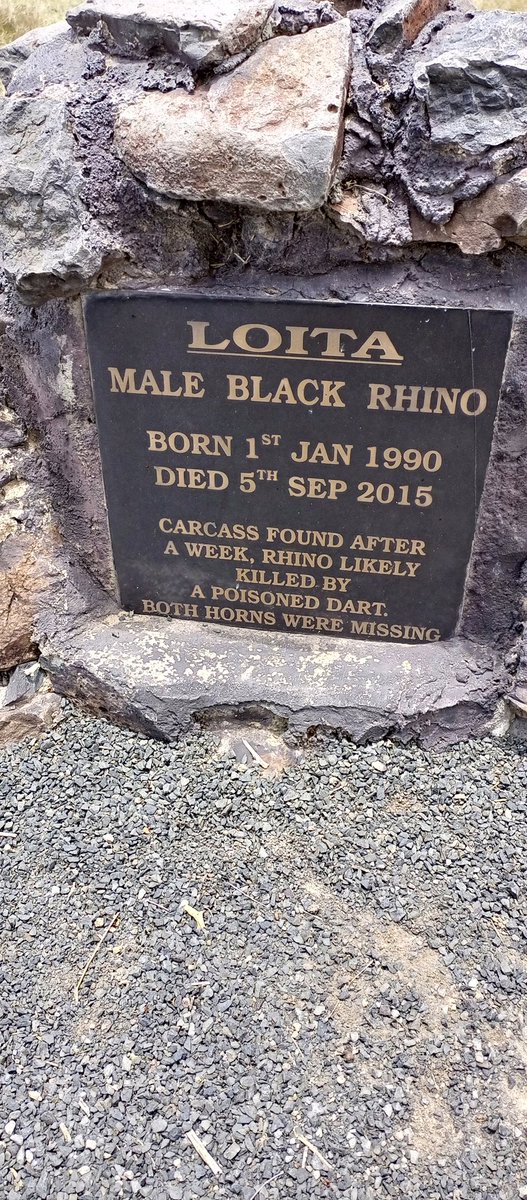 RHINO KENNEDY 🌱🦏💚💪🏾 tweet media