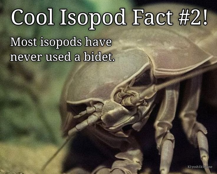 🌧️🐛 io tweet media