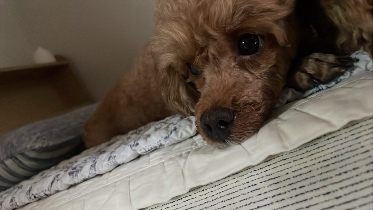 지쁘니 tweet media