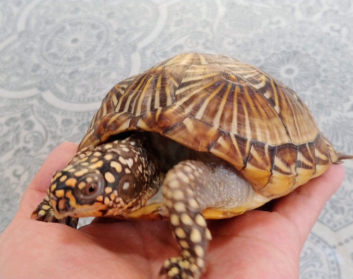 noconoco_farm's tweet photo. 自家産ミツユビハコガメ
メスにしては厳ついなぁと思っていたこの子
無事にTSDメスがオスでした😰
まぁ、TSDに絶対はありませんので、こんなもんでしょう☆

オスならオスでもっともっと厳つくなれー！！ https://t.co/b8UeY9a2GD