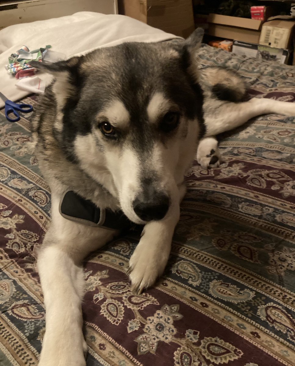 Maya🥀🐈‍⬛ tweet media