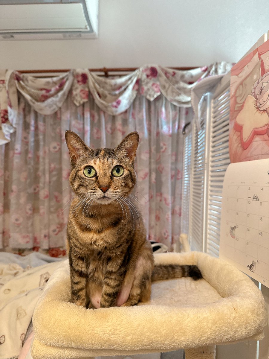 天音佑湖🌹✨ tweet media