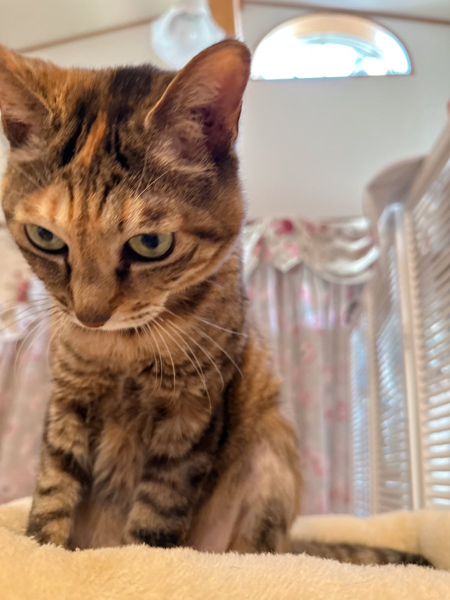 天音佑湖🌹✨ tweet media