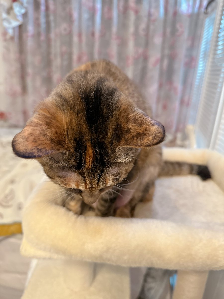 天音佑湖🌹✨ tweet media