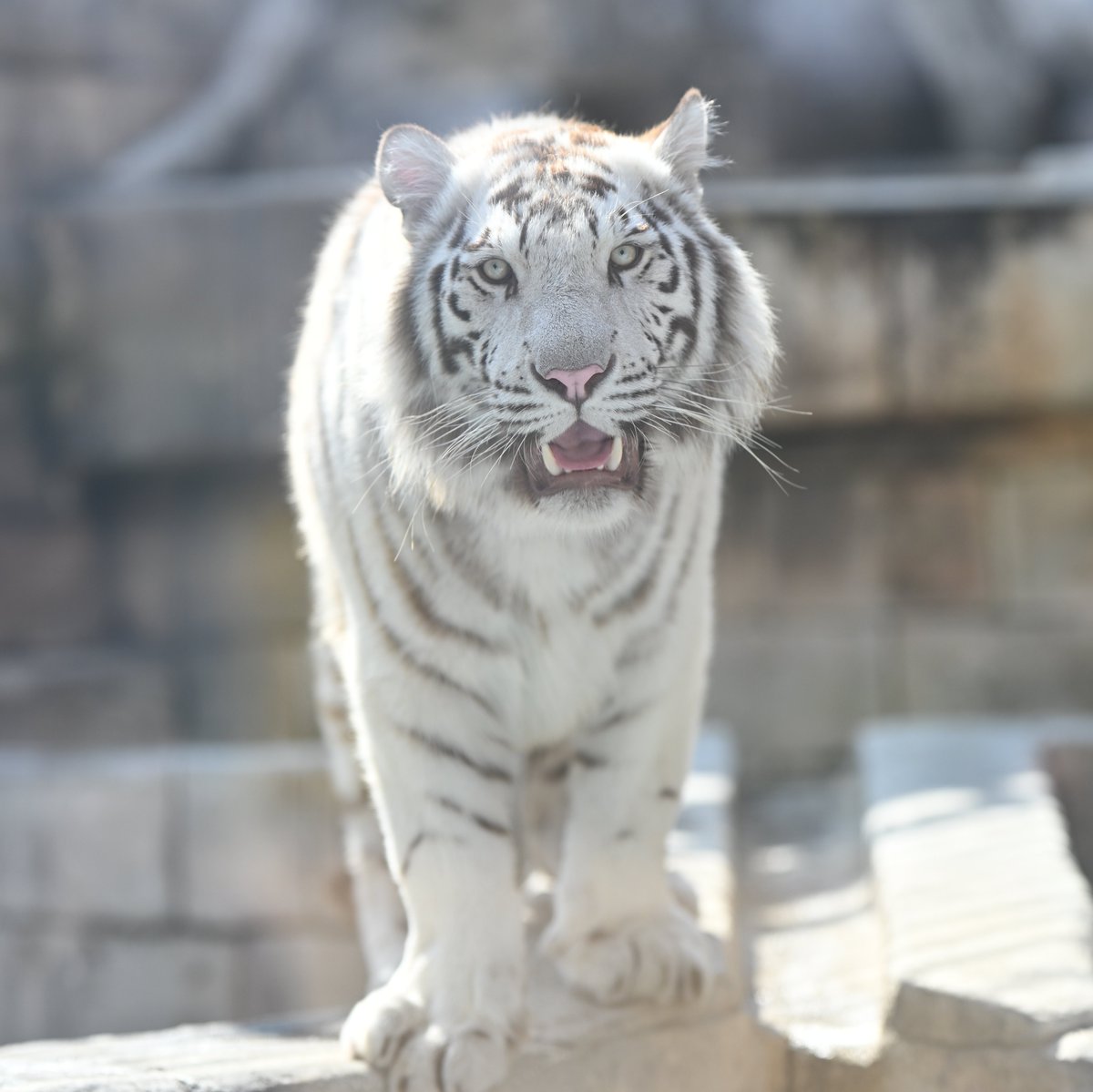 uber_tiger～トラネコとライオンネコ～ tweet media