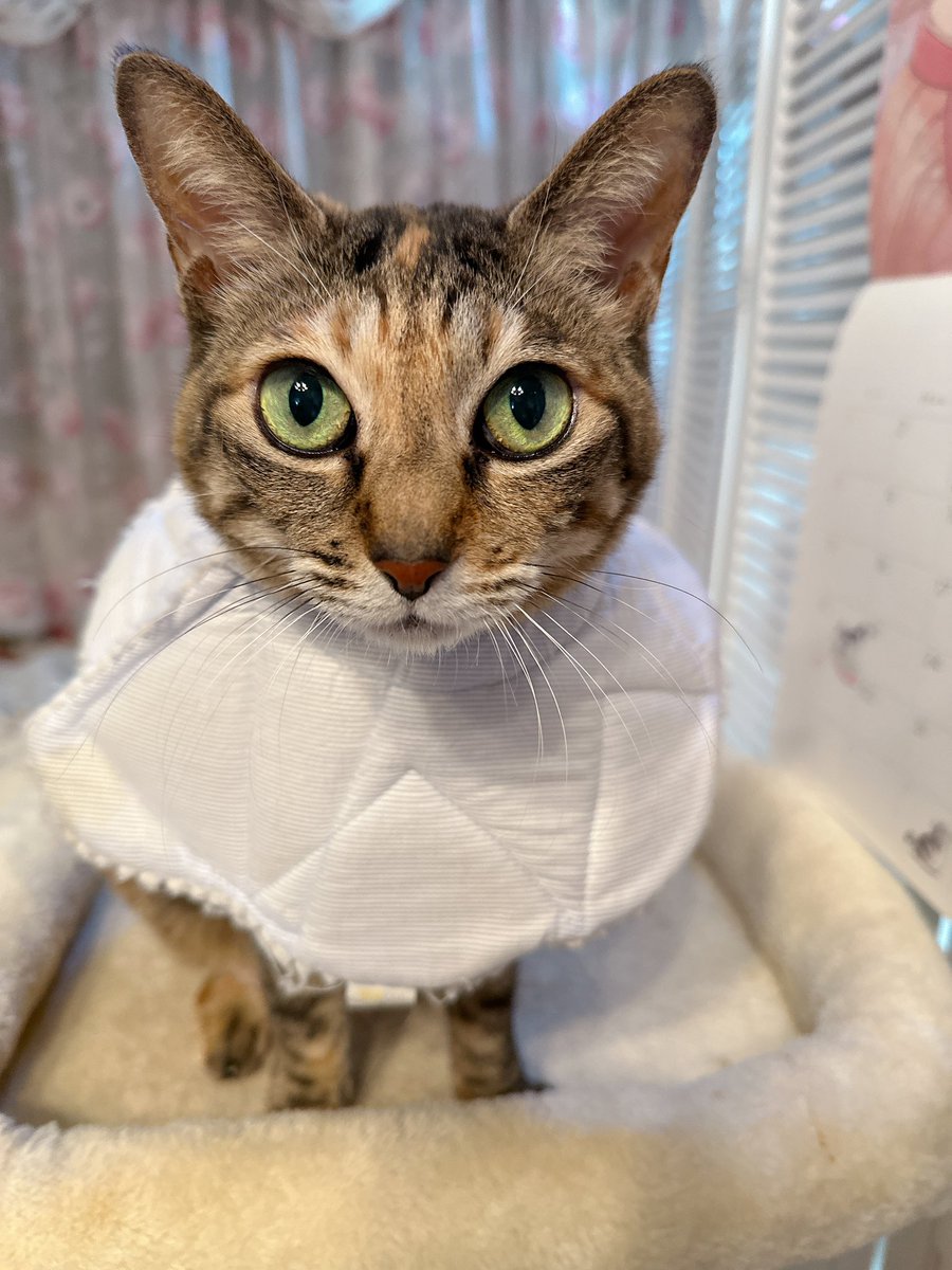 天音佑湖🌹✨ tweet media