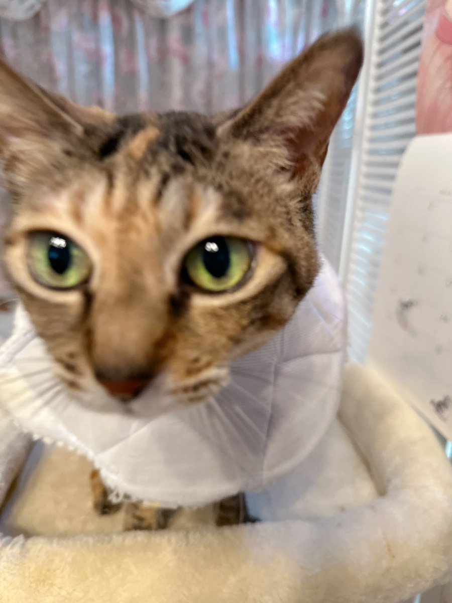 天音佑湖🌹✨ tweet media