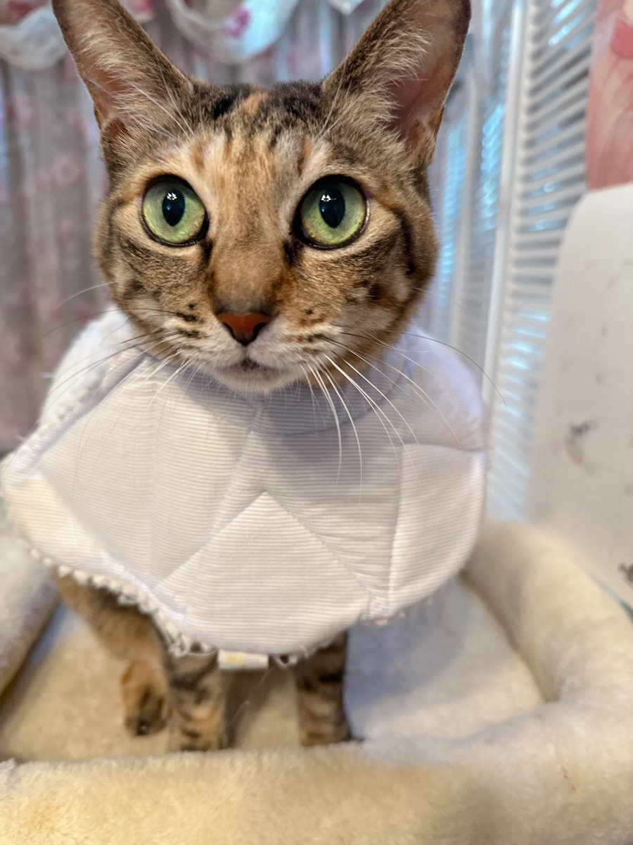 天音佑湖🌹✨ tweet media