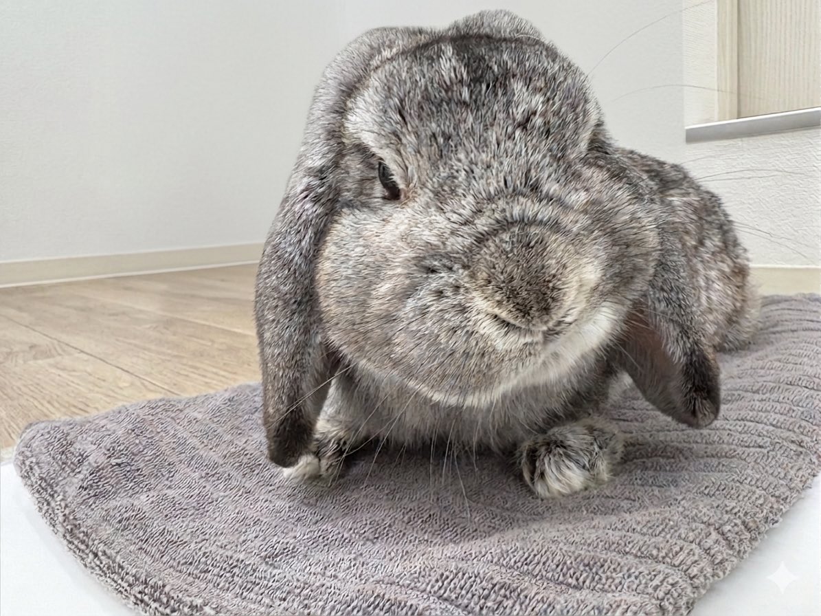 古谷 昌大@うさぎの病院 つくば🐰 tweet media