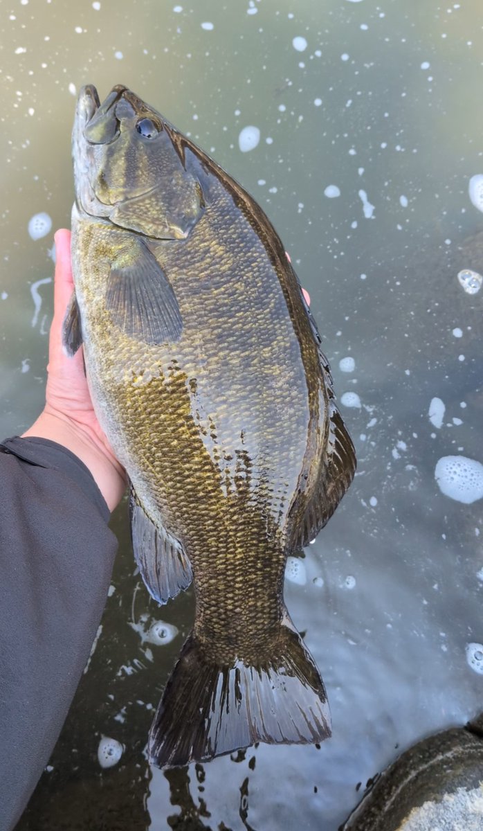 bass19890510's tweet image. 二日酔いフィッシュでございます🎣
少し休んで夕マズメも行こうかな…🙄