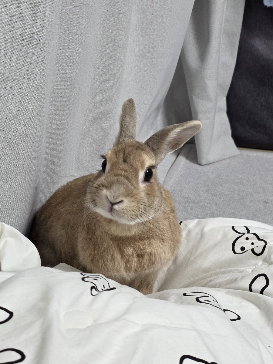 토끼릴리 tweet media