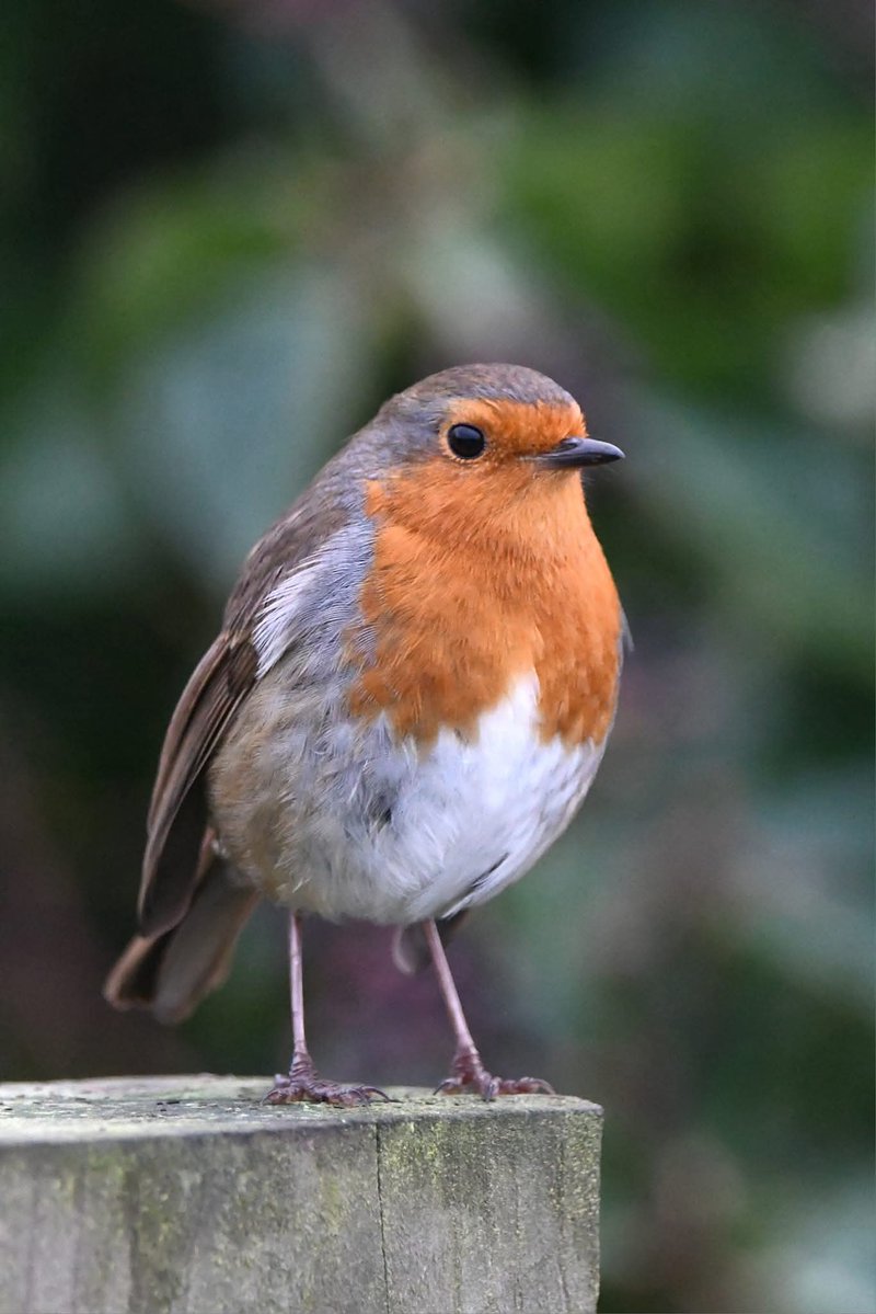 Neale Smith tweet media