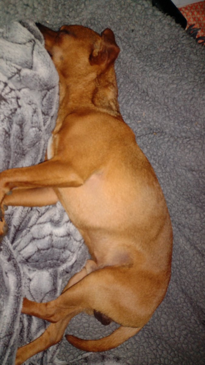 𝙲𝚑𝚎𝚜 𝚘𝚏 𝚜𝚑𝚎𝚍𝚝𝚠𝚝★ tweet media