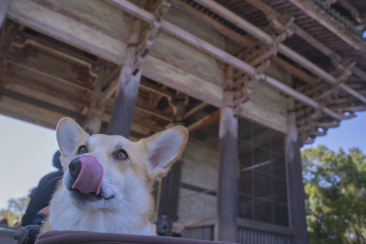 はんぺん tweet media