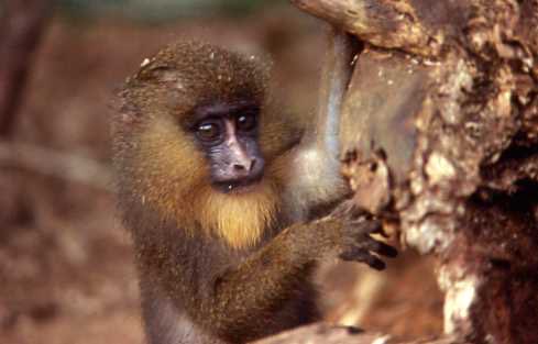 mzeeshimba05's tweet photo. ＃Wild Life
＃アフリカの野生動物
＃Mandoril
＃マンドリル
＃仔ザル
群れから逸れた仔ザルは
この危険なジャングルで生
き延びることは出来ない幸
いにもこの仔ザルは人に保
護されて生き伸びてはいる
が　森の中からときおり聞
こえるヵ.ヵ.ヵと聞こえる仲
間の声に聞き耳を立ててい
る https://t.co/0OJp9MthSz