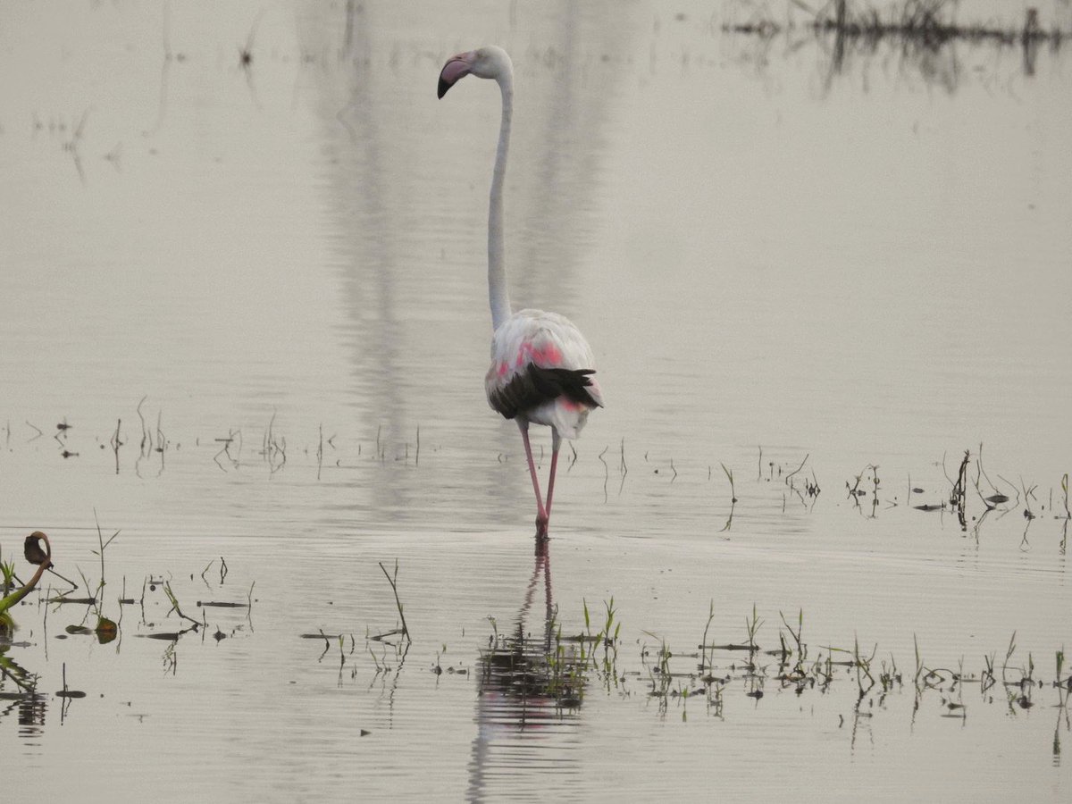 Neha Sinha tweet media