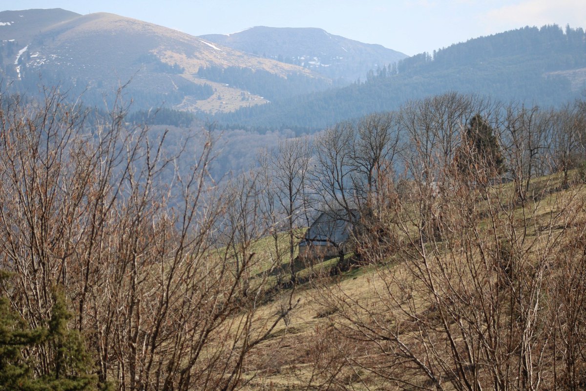 Geai des Chênes tweet media